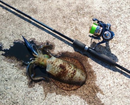 今シーズンラストエギング